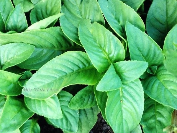 Cây dại xưa nhổ bỏ giờ nhiều người tìm mua, giá 100.000 đồng/kg